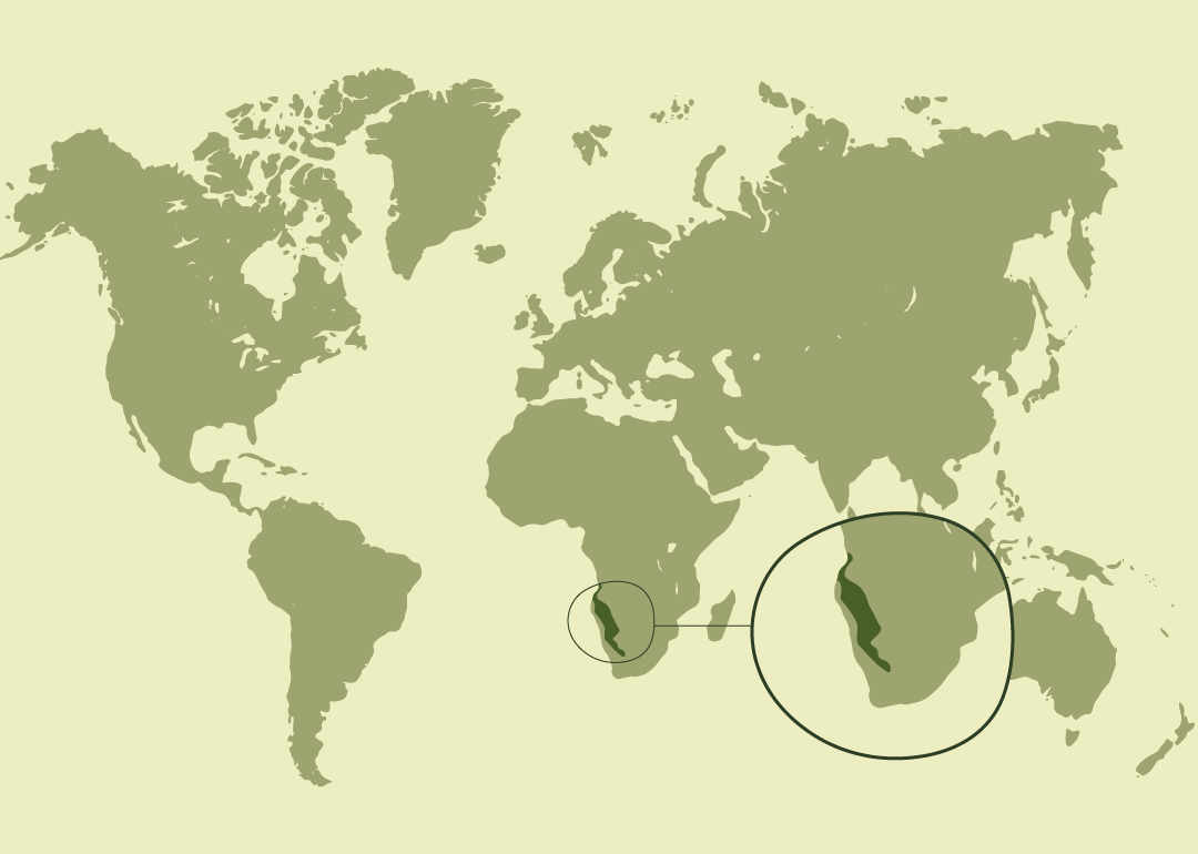 Nativo del suroeste de África; residente en Namibia, el suroeste de Angola y el noroeste de Sudáfrica.