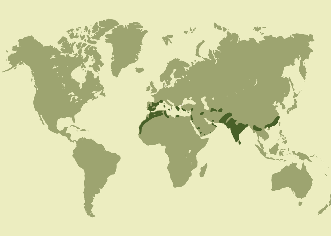 Nativo del Mediterráneo, el norte de África y gran parte de Asia; residente en países de la cuenca mediterránea, Oriente Medio y el sudeste asiático; reproductor en regiones de Europa sudoriental y Asia meridional y central; migrador ocasional en diversas zonas de Europa y Asia.