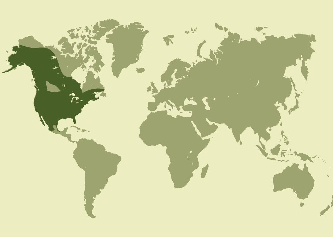 Nativo de Norteamérica; residente en Canadá, México y Saint Pierre y Miquelon; reproductor en Estados Unidos; observado ocasionalmente en el Caribe, Irlanda y el extremo oriental de Rusia.