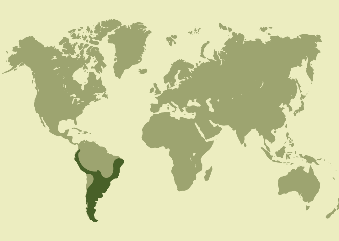 Nativo de Sudamérica; residente en gran parte de la región andina y amazónica, desde Colombia y Ecuador hasta Perú, Bolivia, Brasil, Paraguay, Argentina y Venezuela; reproductor también en Uruguay.