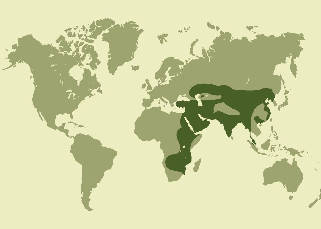 Nativo de Eurasia y África; reproductor en Mongolia y gran parte de Rusia; residente en Asia central, meridional y partes de Oriente Medio; invernante en África subsahariana y el sudeste asiático; migrador de paso por el Mediterráneo y Oriente Medio; y observado ocasionalmente en diversas zonas de Europa, África y Asia. Extinto en Moldavia, Rumanía y Ucrania.