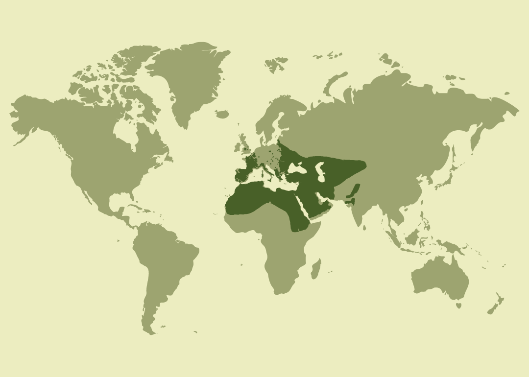 Nativo del Mediterráneo, Oriente Medio y Asia central; residente en el norte de África y el suroeste de Asia; reproductor en gran parte de Europa oriental y Asia central; invernante en regiones del África subsahariana; y observado ocasionalmente en diversas zonas de Europa y África. Extinto en Eslovenia.