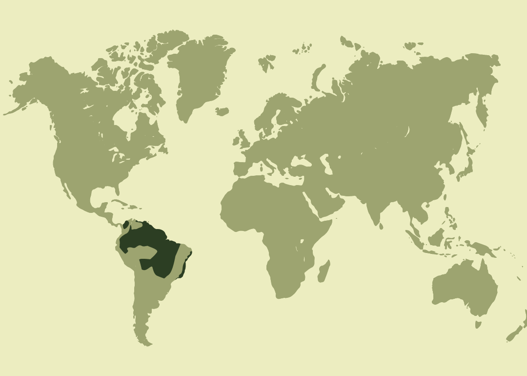 Nativo de Sudamérica y el Caribe; residente en la región amazónica y zonas tropicales desde Colombia, Venezuela y las Guayanas hasta Perú y Brasil; introducido con poblaciones reproductoras en Puerto Rico.