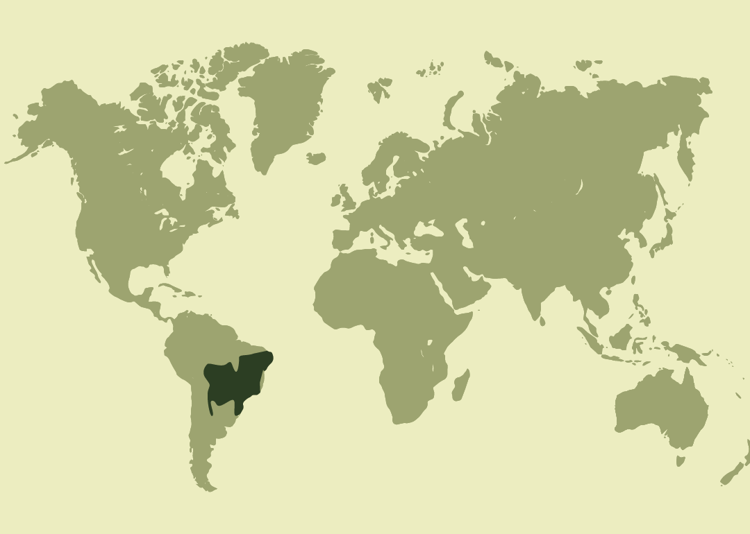 Nativa de Sudamérica; presente en el este de Bolivia, el este y sur de Brasil, Paraguay y el norte de Argentina.