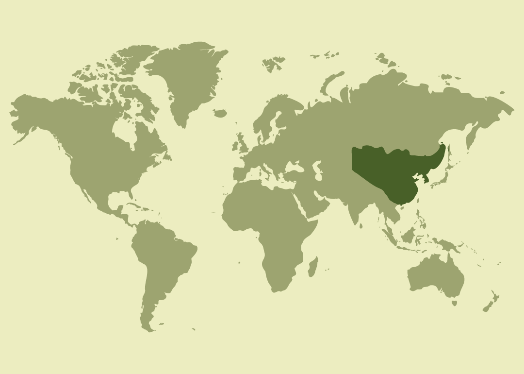 Nativo de Asia oriental; residente en China, Corea, Mongolia y Rusia; observado ocasionalmente en Asia central y Japón.