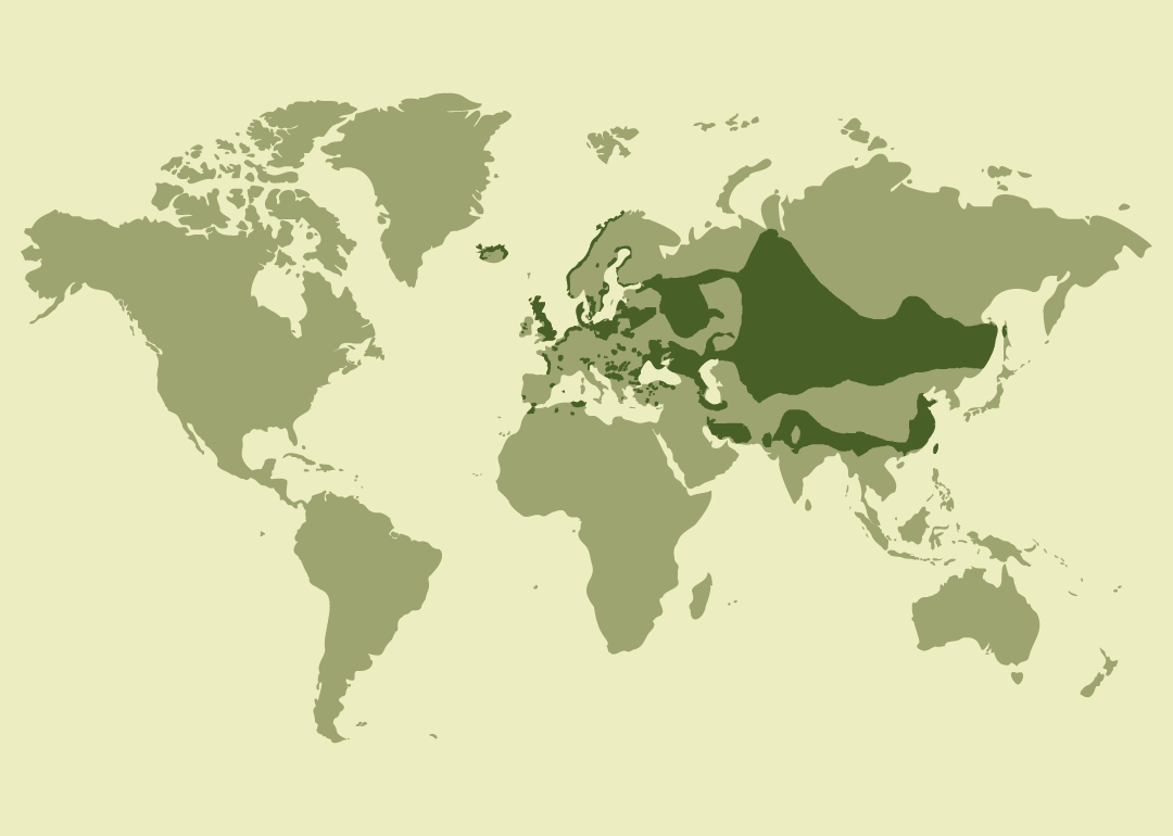 Nativo de Eurasia y el norte de África; residente en gran parte de Europa y Asia; reproductor en regiones de Asia central y zonas árticas; invernante en áreas de Oriente Medio, el norte de África y Asia meridional; introducido en las islas Malvinas y observado ocasionalmente en diversas regiones de Europa, África y Asia.