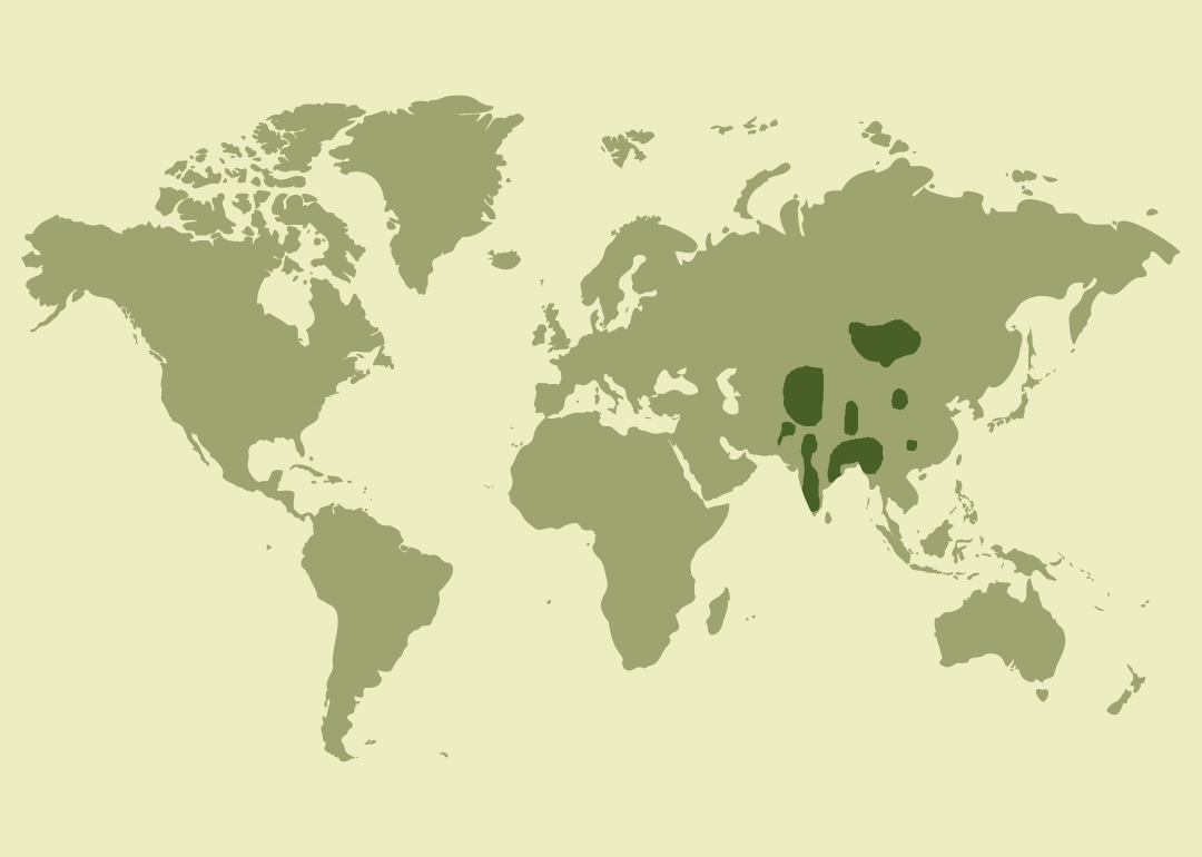 Nativo de Asia; residente en Asia central, meridional y oriental; reproductor en regiones de Asia central; invernante en el sudeste asiático; introducido en España y Canadá; y observado ocasionalmente en algunas islas del Pacífico y Japón.