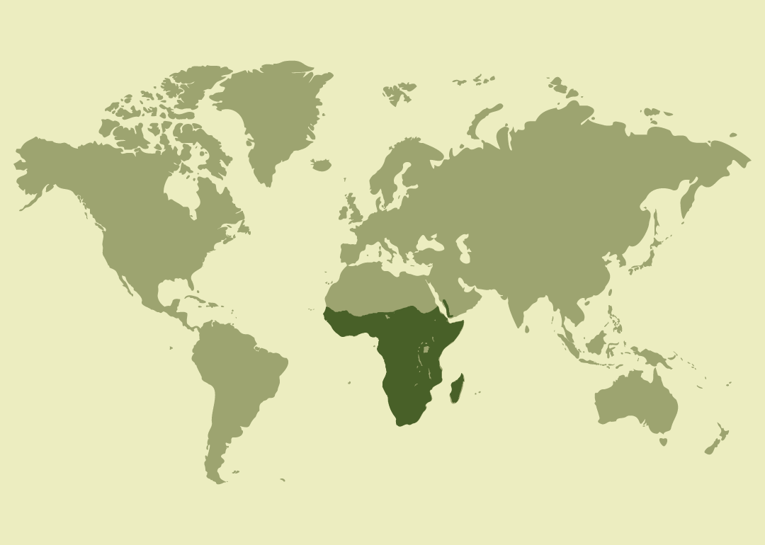 Nativo del África subsahariana y del suroeste de la península arábiga; residente en numerosos países de África occidental, central, oriental y austral; observado ocasionalmente en Liberia.