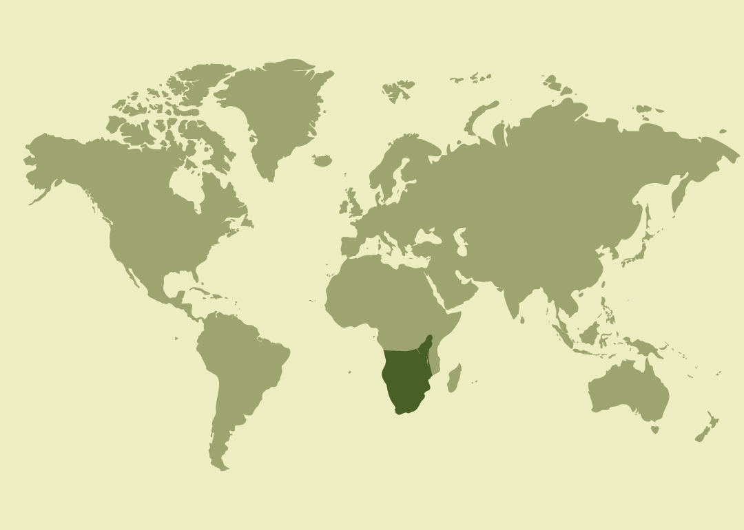 Nativa de África subsahariana; residente en gran parte del África oriental y austral, desde Kenia y Tanzania hasta Sudáfrica.