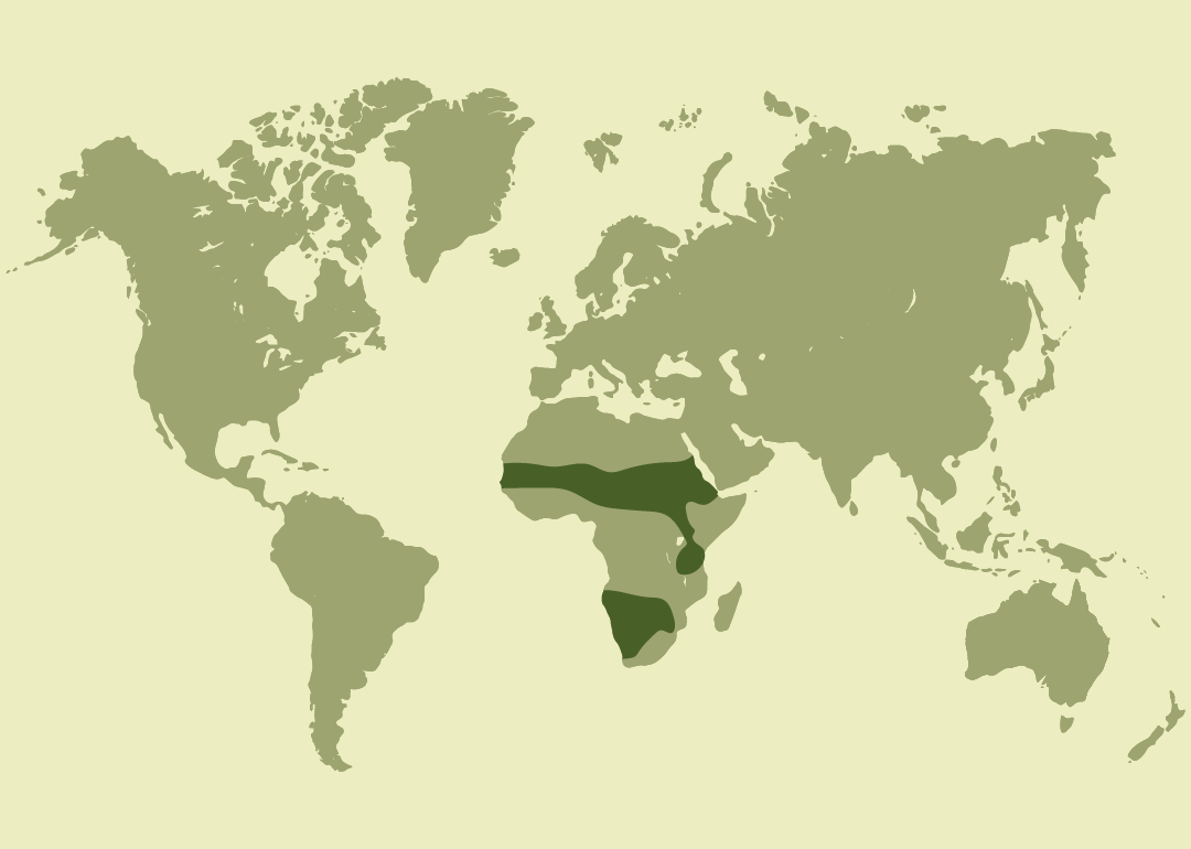 Nativo del África subsahariana y del norte de África; residente en numerosos países de estas regiones; introducido en Australia y Esuatini; extinto en Libia.