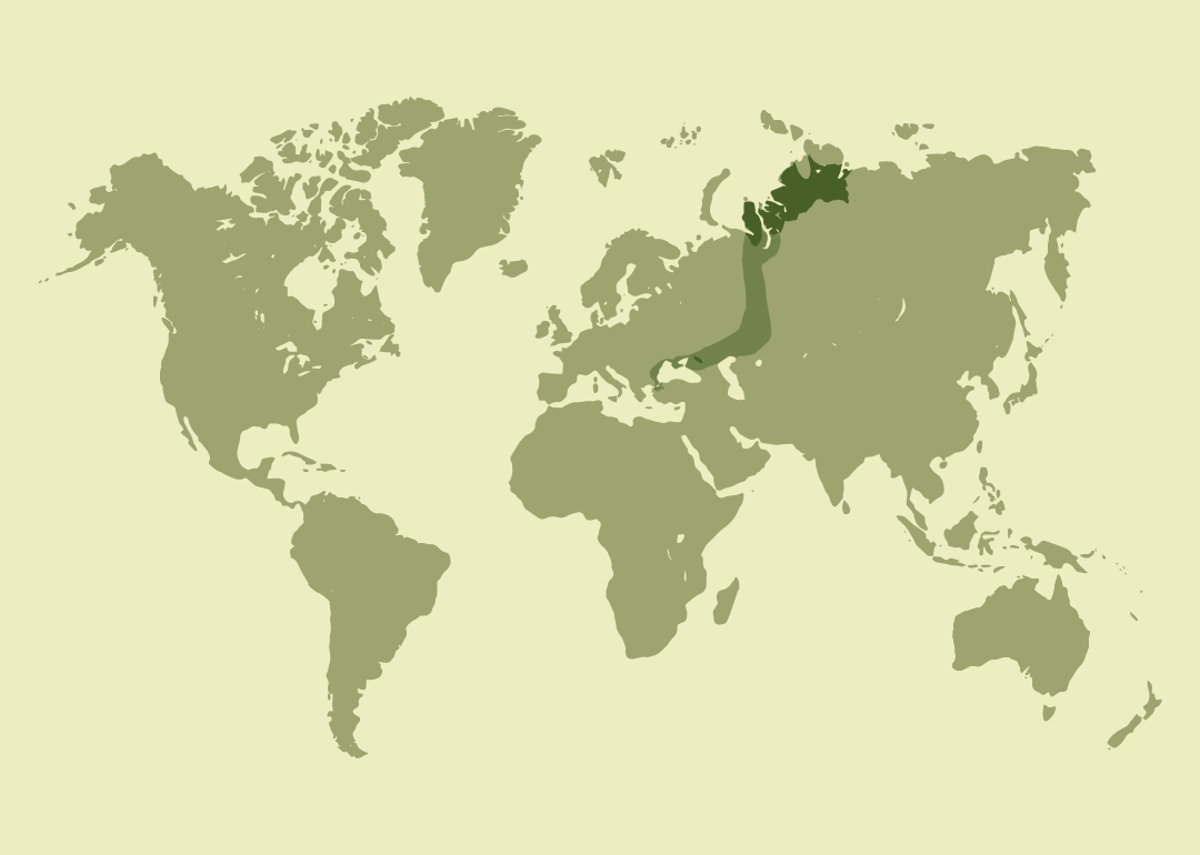 Reproduce en Rusia asiática oriental; residente en Europa oriental y el Cáucaso; invernante en los Balcanes y Oriente Medio; migrador de paso por Asia central; ocasional en gran parte de Europa.