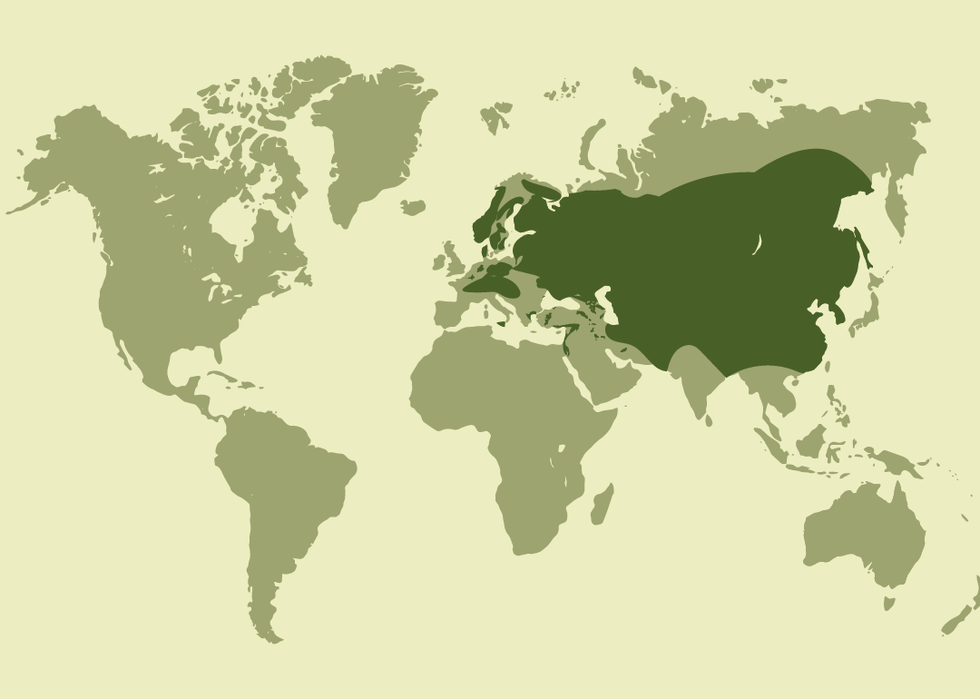 Nativo de Eurasia; residente en gran parte de Europa y Asia, desde la península ibérica hasta China y Japón; observado ocasionalmente en algunas zonas del Mediterráneo y Oriente Medio.