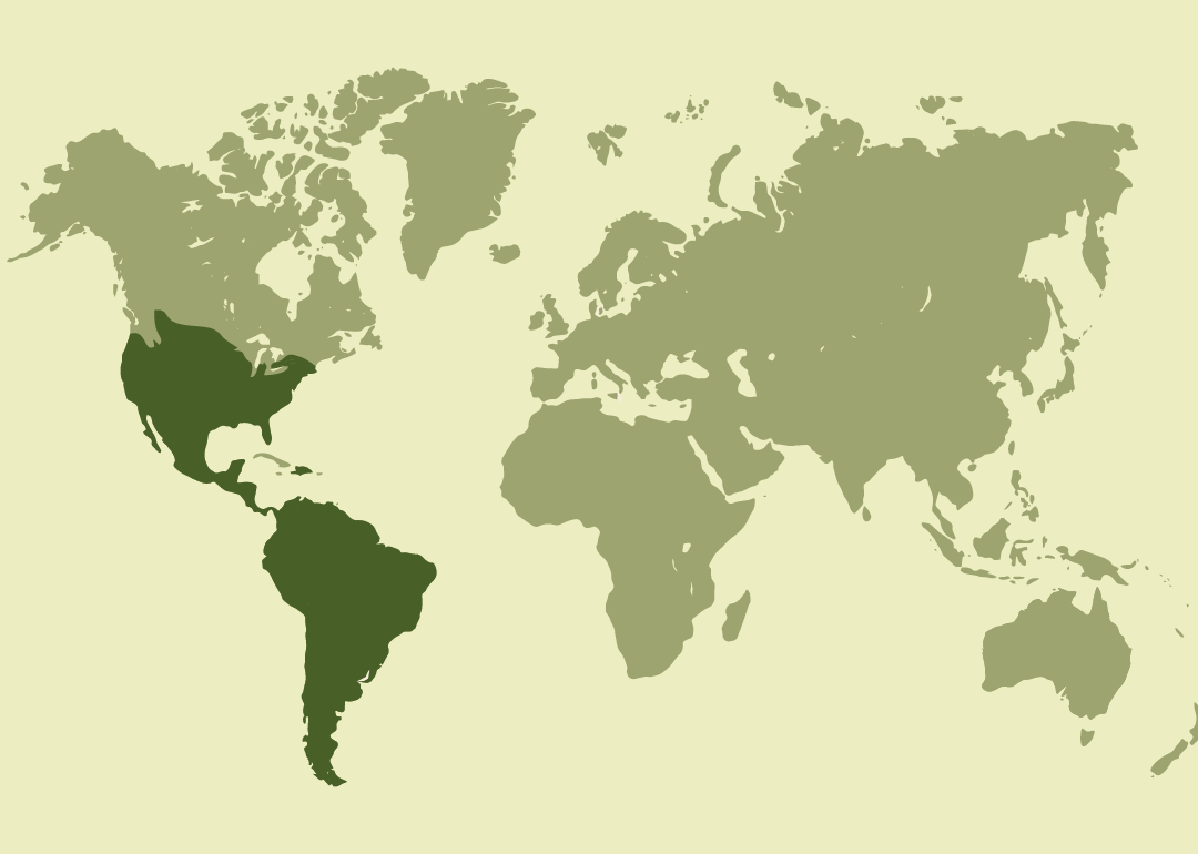 Nativo de América; residente en gran parte de Norteamérica, Centroamérica, el Caribe y Sudamérica; reproductor también en Estados Unidos, Uruguay y Jamaica; invernante en algunas zonas de Centroamérica; y observado ocasionalmente en Bermudas y las Islas Vírgenes.