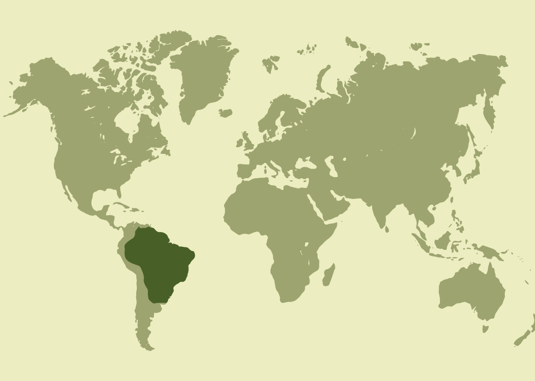 Nativo de Sudamérica; ampliamente distribuido al este de los Andes, desde Panamá hasta el norte de Argentina, principalmente en zonas cercanas a ríos, lagunas y humedales.