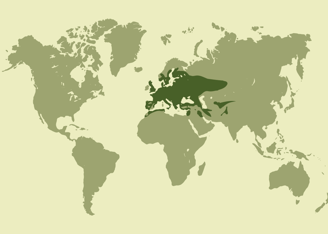 Nativo de Eurasia y el norte de África; residente en gran parte de Europa, Asia occidental y central y el Mediterráneo, desde la península ibérica hasta Asia central.