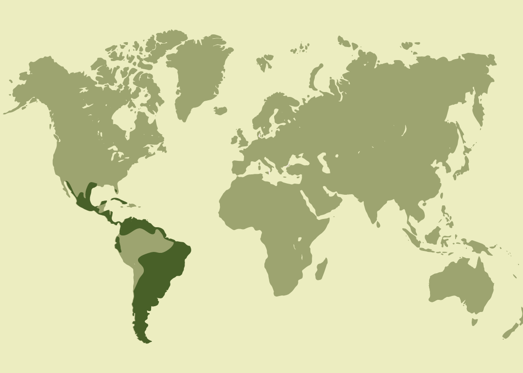 Nativo de América; residente en gran parte de Centro y Sudamérica, el Caribe y el sur de Norteamérica, desde México y Estados Unidos hasta Argentina, Uruguay y Brasil.