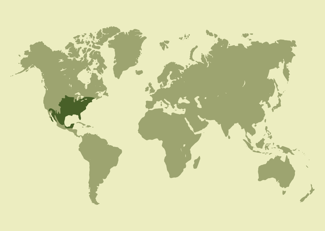 Residente en Norteamérica, Centroamérica y el Caribe (Canadá, Estados Unidos, México, Belice, Guatemala y Bermudas); reproductor en Estados Unidos; ocasional en las Islas Caimán; presencia de origen incierto en Honduras.