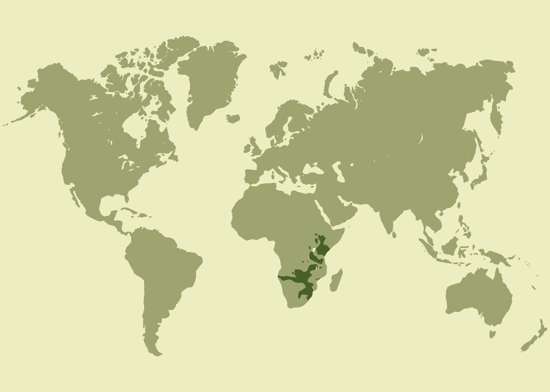 Nativo del África subsahariana oriental y austral; residente en países como Kenia, Tanzania, Sudáfrica, Namibia y Angola; posiblemente extinto en Somalia y extinguido en Burundi y Lesoto.