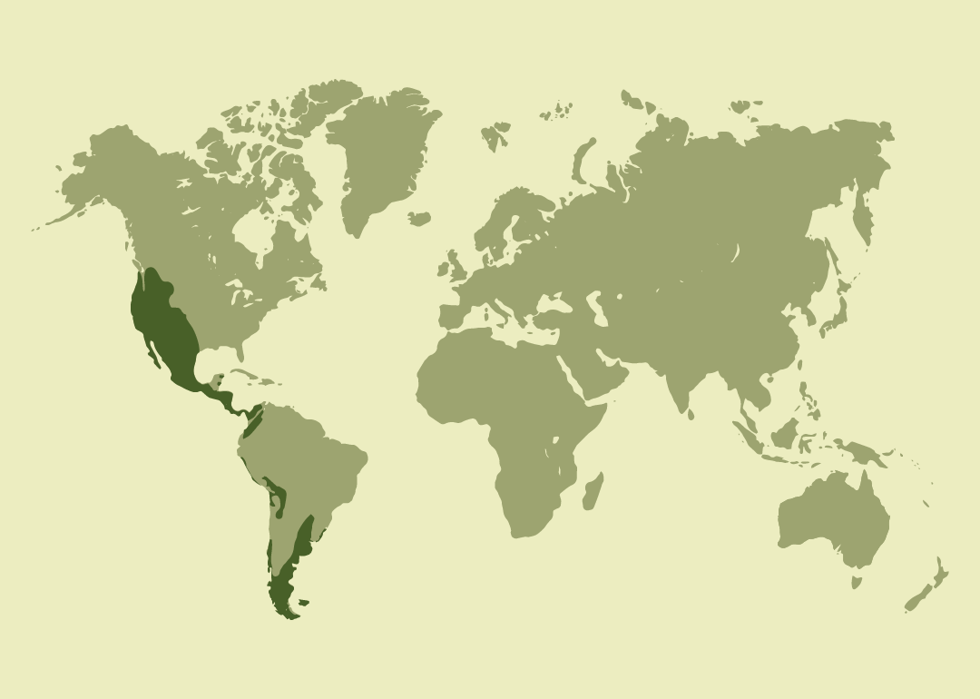 Residente en gran parte de América (desde Estados Unidos y México hasta Sudamérica: Argentina, Brasil, Chile, Colombia, Ecuador, Perú, Paraguay, Uruguay y Venezuela); reproductor en Canadá; invernante en Centroamérica; ocasional en varias islas del Caribe.