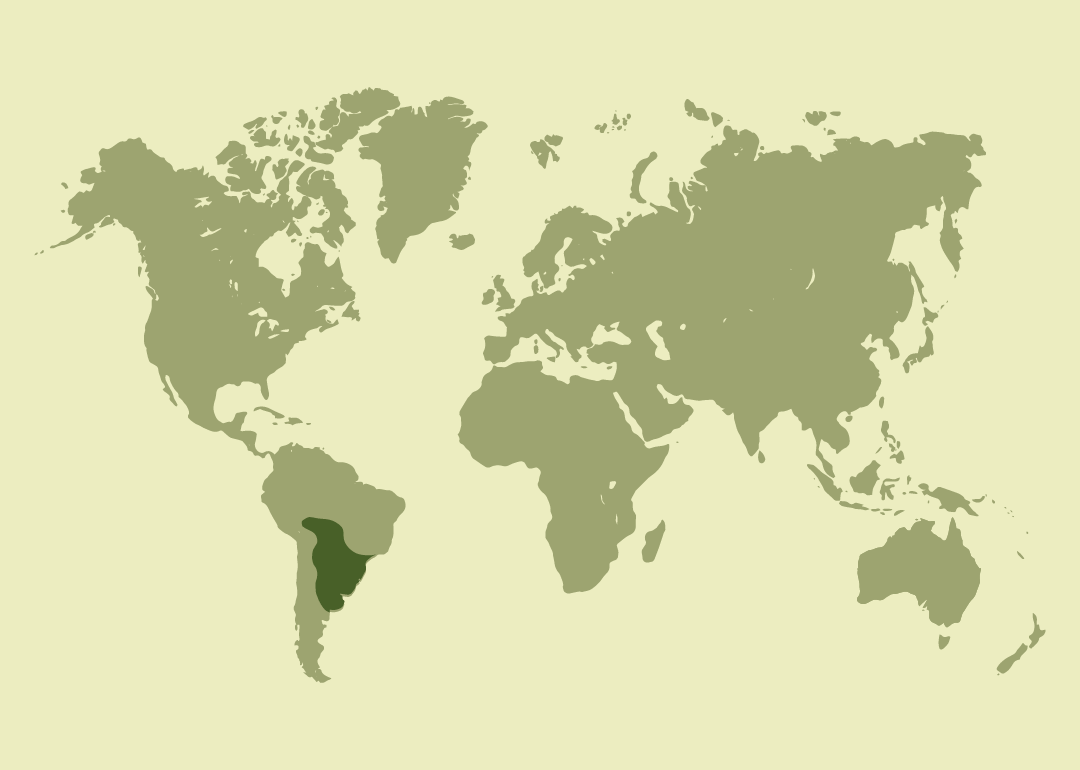Residente en el centro-este de Sudamérica (Argentina, Bolivia, Brasil, Paraguay y Uruguay).