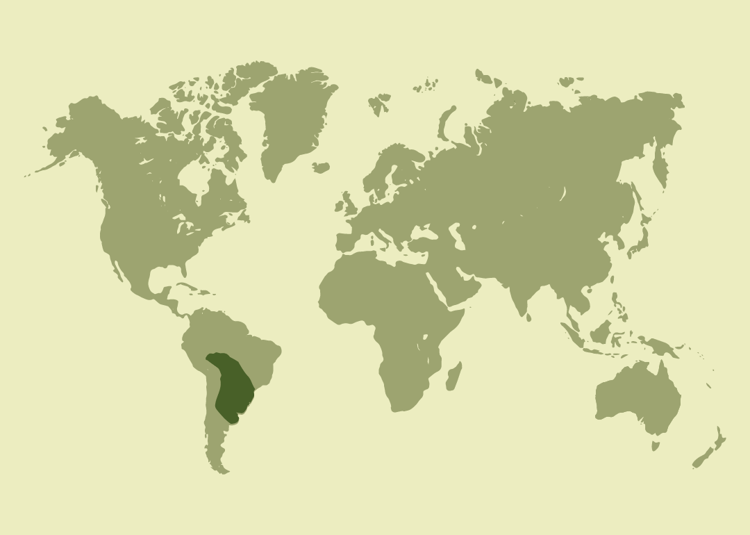 Nativo del centro-este de Sudamérica; residente en Argentina, Bolivia, Brasil, Paraguay y Perú, y reproductor en Uruguay.