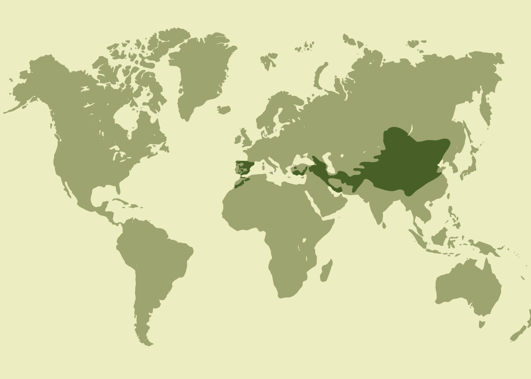 Nativo de Eurasia y el norte de África; residente en regiones del Mediterráneo, Oriente Medio y Asia central; reproductor también en partes de Europa sudoriental, Asia central y oriental y las Islas Canarias; observado ocasionalmente en varios países de Europa y Asia. Posiblemente extinto en Líbano y extinguido en Eslovenia y Túnez.