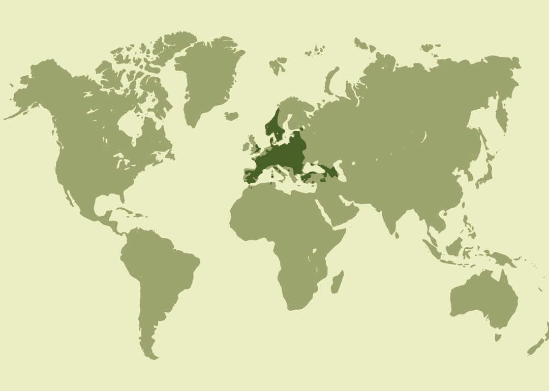 Nativo de Europa, el norte de África y Asia occidental; residente en gran parte de Europa y regiones cercanas; reintroducido en Grecia y Marruecos; introducido en Argentina, Australia, Chile y Nueva Zelanda. Extinto en algunos países de Oriente Medio.