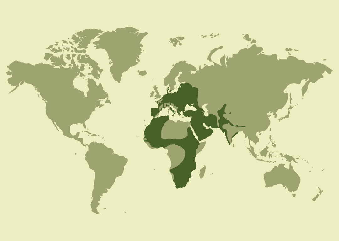 Nativo de África, Europa y gran parte de Asia; residente en numerosos países de estas regiones; reproductor en partes de Europa y Asia central; migrador de paso por Oriente Medio y algunas zonas de África; y observado ocasionalmente en diversas regiones de Europa, África y el Atlántico.