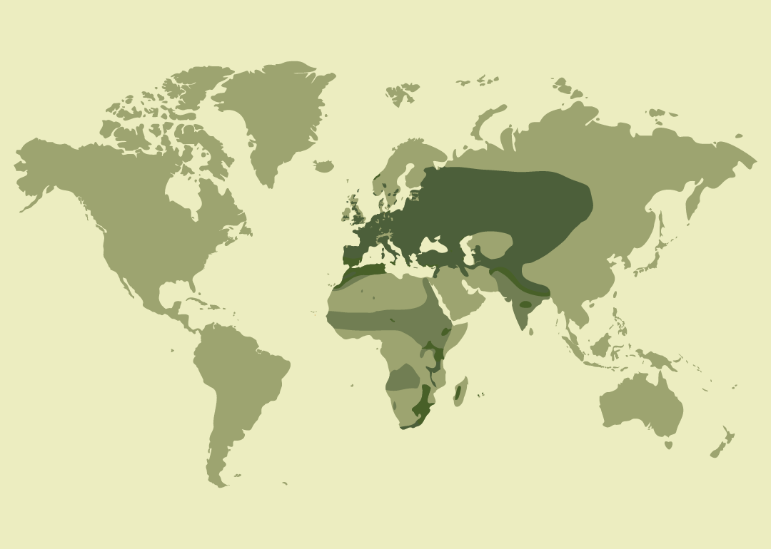 Amplia distribución en África, Europa y gran parte de Asia; residente en numerosos países de África y la cuenca mediterránea; reproductor en gran parte de Europa y Asia central; migrador de paso en Oriente Medio; ocasional en algunas zonas de África y el océano Índico, con poblaciones introducidas en Mauricio y Reunión.