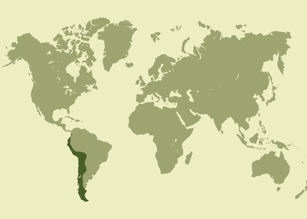 Nativo de Sudamérica; residente en los Andes de Argentina, Bolivia, Chile, Colombia, Ecuador y Perú; observado ocasionalmente en Brasil y Paraguay; y posiblemente extinto pero reintroducido en Venezuela.