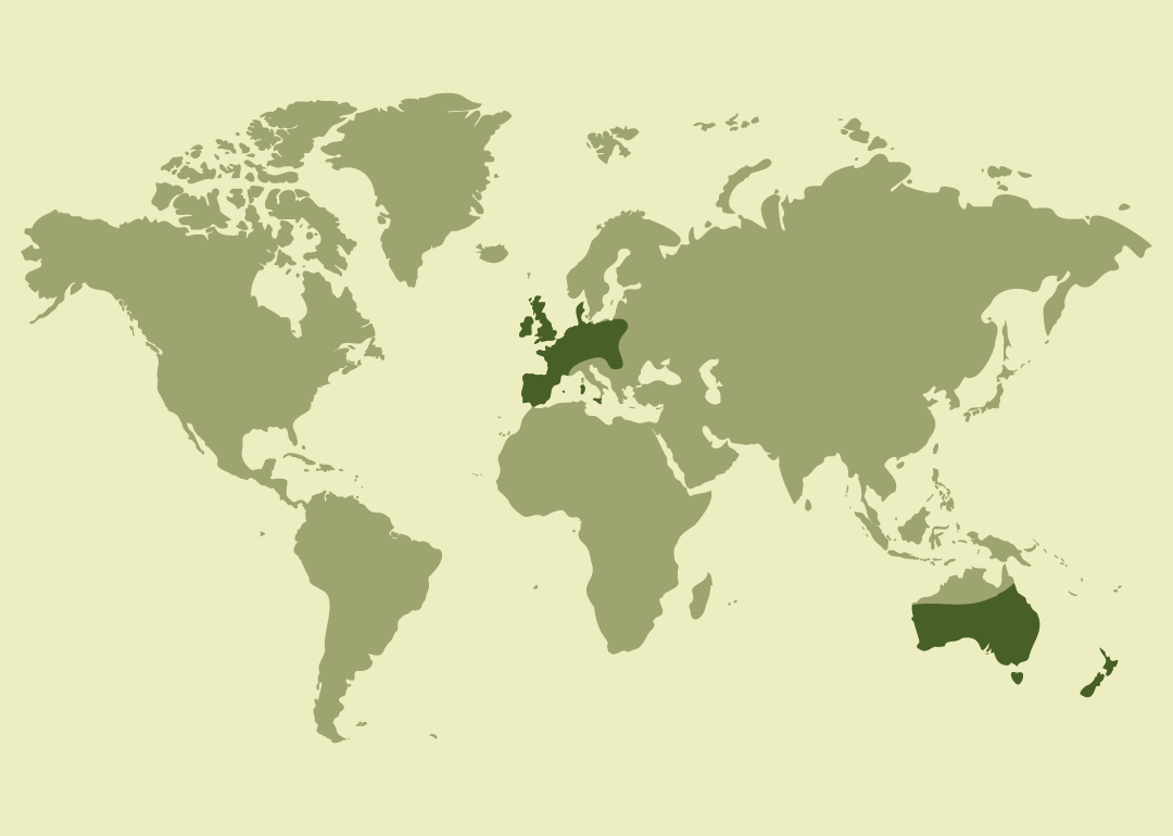 Nativo del suroeste de Europa (Francia, Portugal y España); introducido en numerosos países de Europa, África, América y Oceanía, donde también presenta poblaciones establecidas.