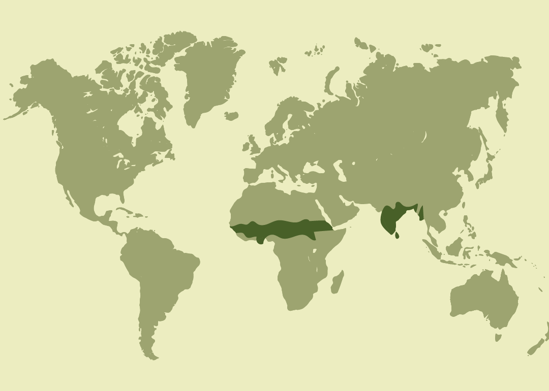 Nativo de África y el sur de Asia; residente en amplias zonas de África subsahariana y Asia meridional; ampliamente introducido en Europa, Oriente Medio, América y otras regiones, donde también mantiene poblaciones establecidas; y observado ocasionalmente en algunas áreas costeras e insulares.