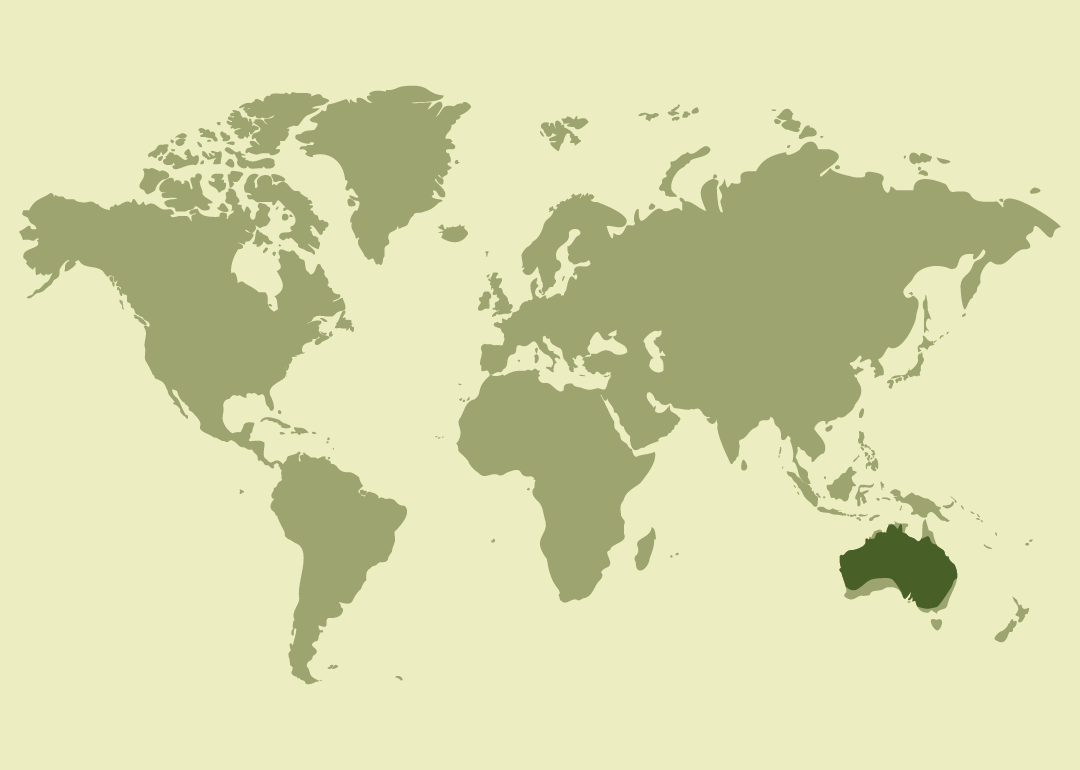 Nativo de Australia, donde se reproduce; introducido en Puerto Rico.