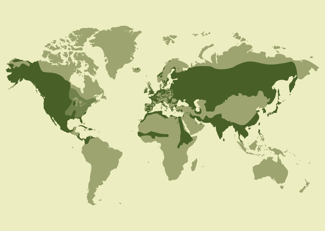 Especie nativa con distribución muy amplia en Europa, África, Asia y gran parte de América; residente en numerosos países de estas regiones; reproductora en partes de Eurasia y Norteamérica; invernante en zonas tropicales y subtropicales; y observada ocasionalmente en diversas islas y regiones de Oceanía y otros territorios.