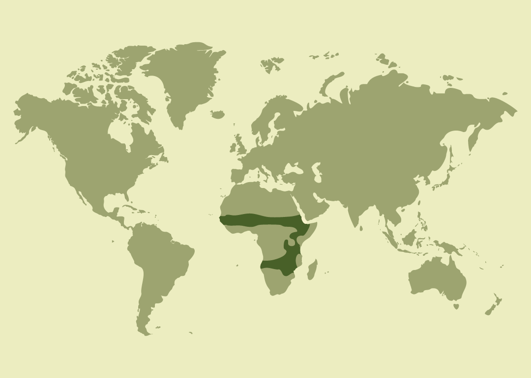 Nativo del África subsahariana; residente en numerosos países de África occidental, oriental y austral, desde Senegal y Mauritania hasta Kenia, Tanzania, Sudáfrica, Zambia y Zimbabue.