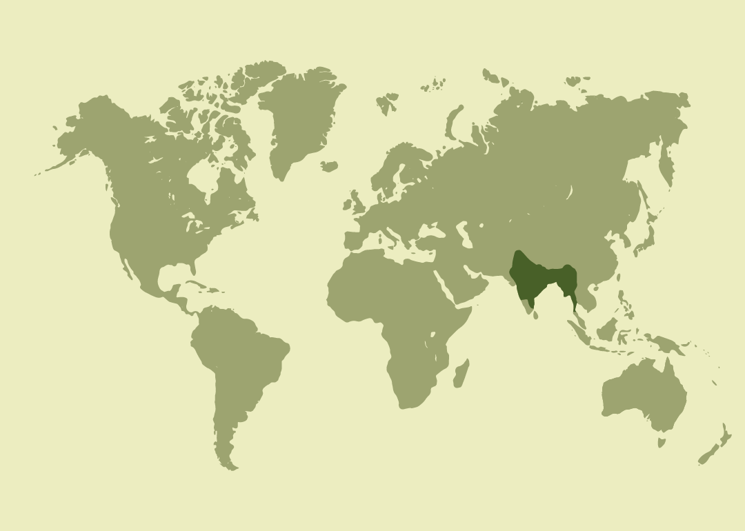 Nativo del sur de Asia; residente en India, Nepal, Pakistán, Bután y Myanmar; introducido en los Emiratos Árabes Unidos.