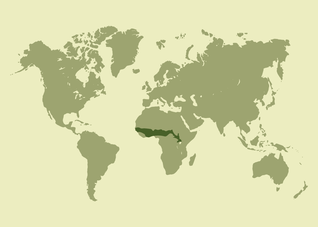 Nativo del África subsahariana; residente en numerosos países de África occidental y central, desde Senegal y Guinea hasta Kenia, Uganda y Sudán; observado ocasionalmente en Mauritania.