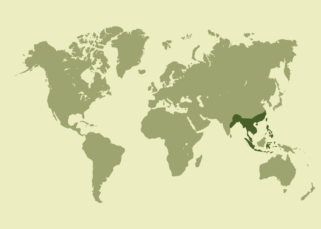 Nativa del sudeste asiático; actualmente de distribución mundial, presente en todos los continentes excepto la Antártida.