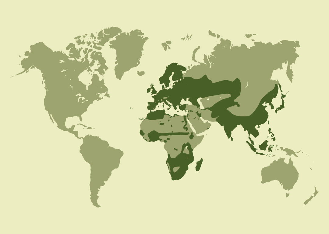 Especie nativa con distribución muy amplia en África, Europa y gran parte de Asia; residente en numerosos países de estas regiones; reproductora en partes de Asia central y oriental; migradora o estacional en algunas zonas; y observada ocasionalmente en regiones del Atlántico Norte. Históricamente presente en Guinea Ecuatorial, donde actualmente está extinta.