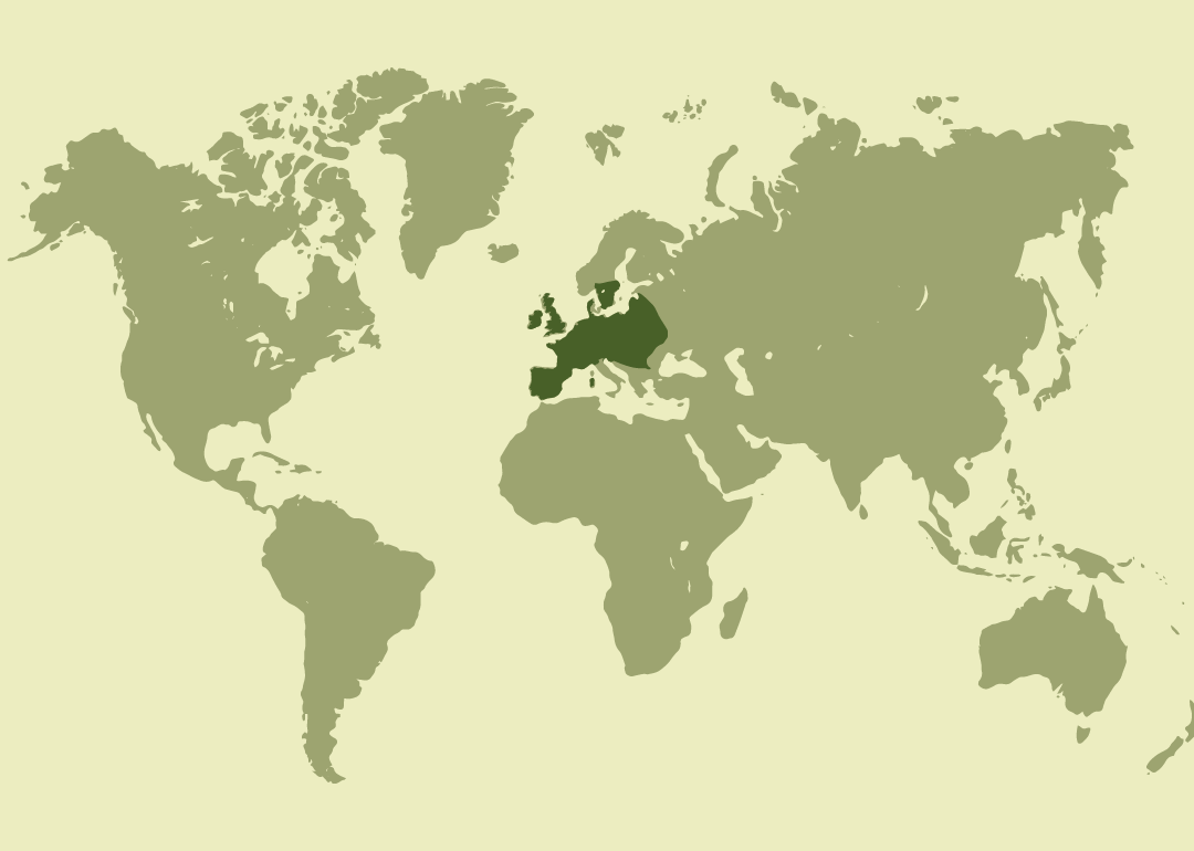Nativo del Mediterráneo oriental (Turquía y regiones próximas); actualmente ampliamente distribuido por Europa gracias a introducciones históricas, especialmente en la península ibérica, Italia, Reino Unido y Europa central