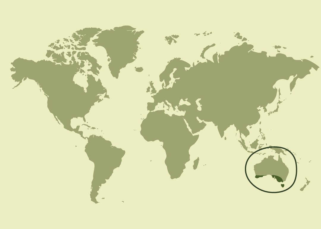 Nativo de Australia, donde se reproduce; introducido y residente en Nueva Zelanda.