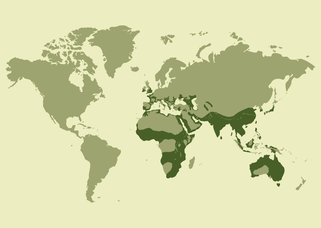 Especie nativa con distribución muy amplia en África, Europa, Asia y Oceanía; residente en numerosos países de estas regiones; reproductora en diversas zonas de Eurasia, África y Australia; migradora o estacional en algunas áreas; y observada ocasionalmente en varias islas y territorios de otros continentes.