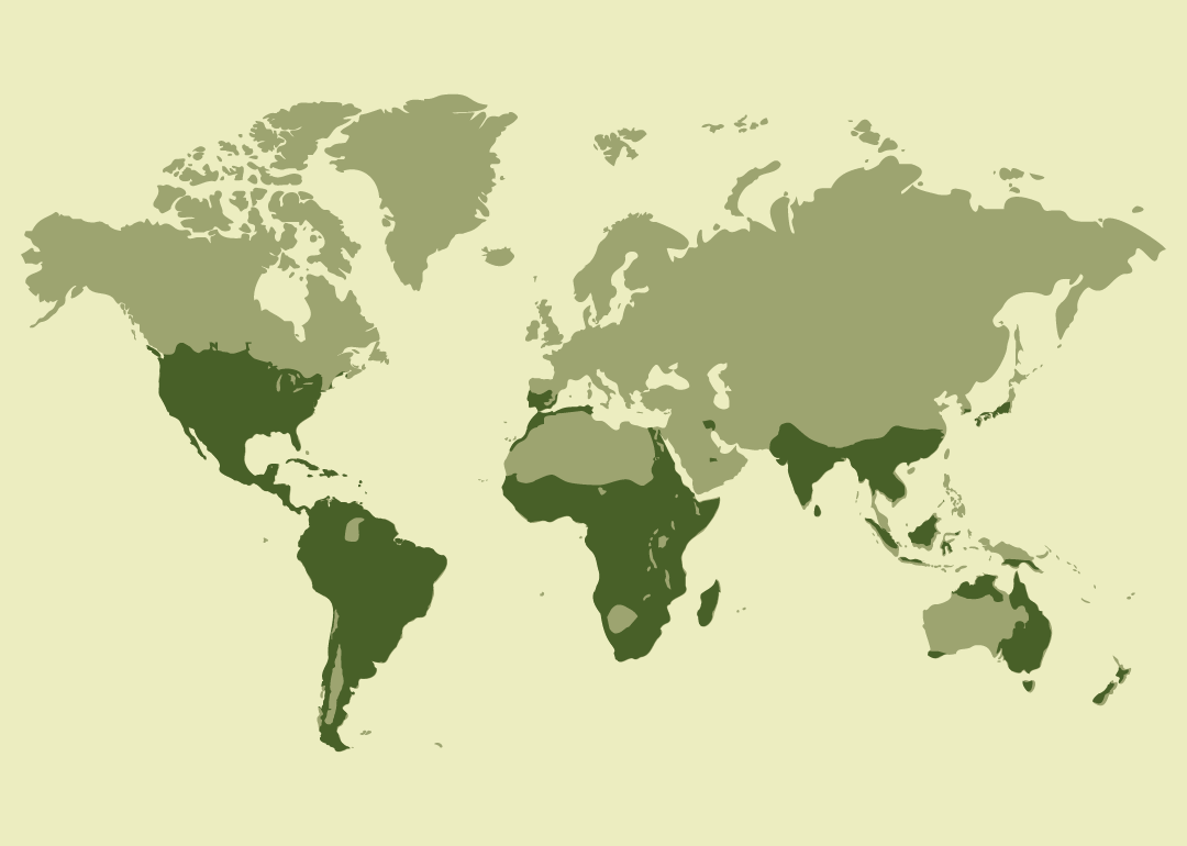 Especie nativa con distribución prácticamente mundial; residente en gran parte de África, América, Asia, Europa y Oceanía; reproductora en diversas regiones de todos estos continentes; migradora o estacional en algunas áreas; y observada ocasionalmente en numerosos territorios e islas de todo el planeta.