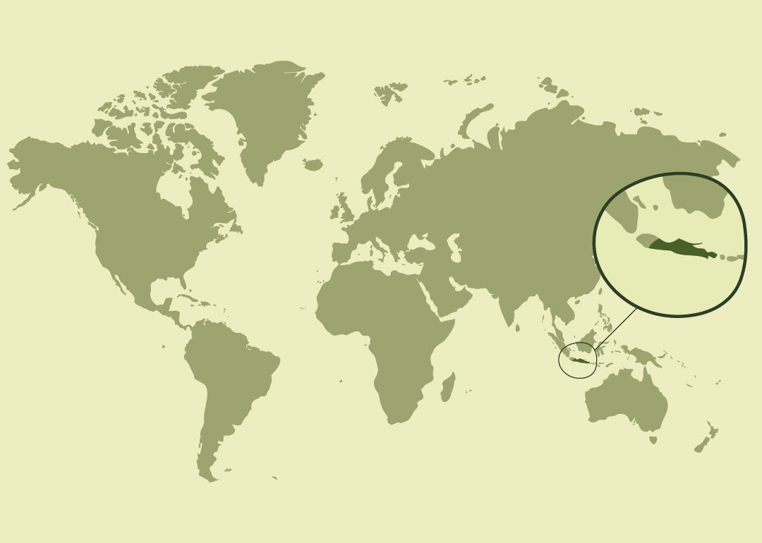 Nativo de Indonesia, donde es residente; introducido y establecido en varias regiones tropicales y subtropicales, incluyendo Malasia, Filipinas, Sri Lanka, Fiyi, México, Puerto Rico, Brunéi y Hawái.