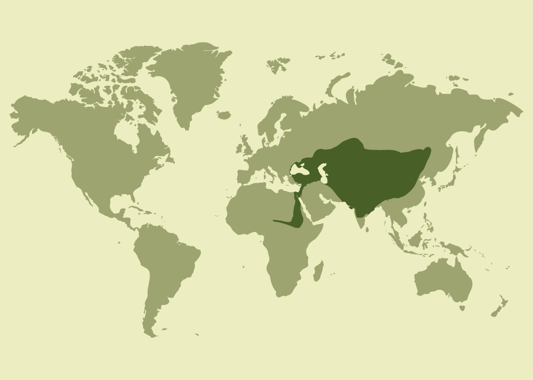 Reproductor en Asia central y zonas de Europa.