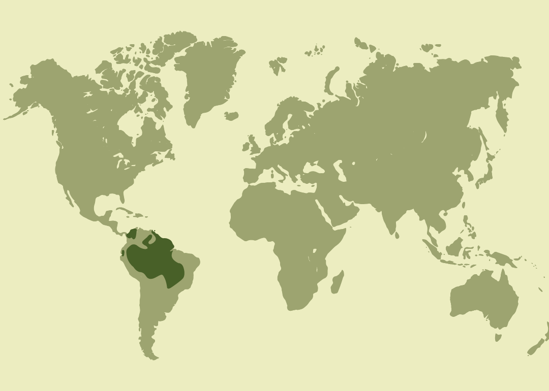 Nativo de Sudamérica; presente en el norte y centro del continente, desde el este de Panamá hasta Paraguay, el norte de Argentina y Brasil.