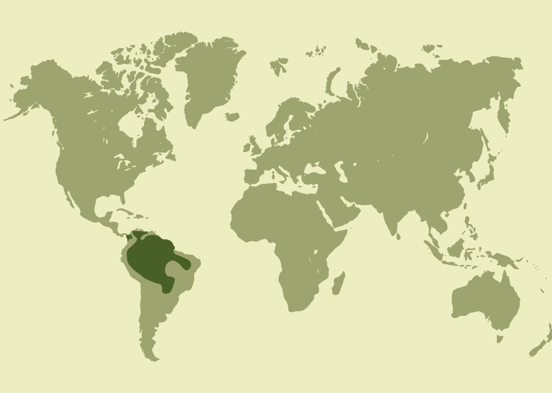 Nativo de América tropical; presente desde el sureste de México a través de Centroamérica hasta la cuenca amazónica en Sudamérica.