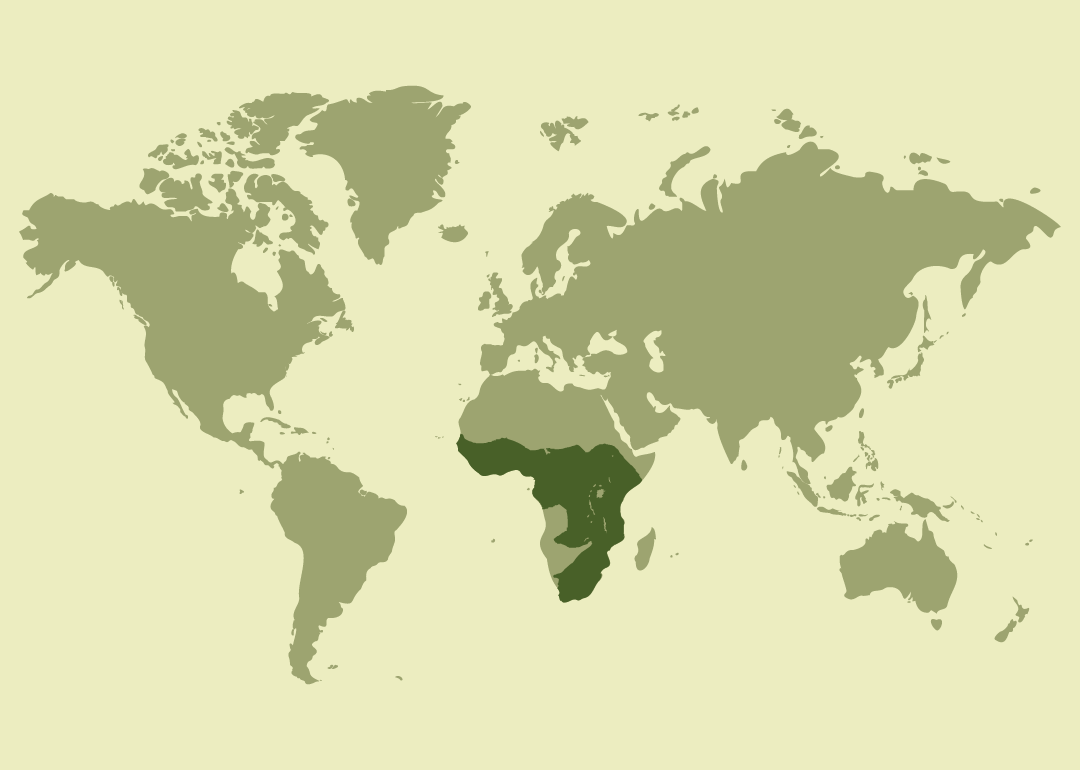 Nativo del África subsahariana; residente en numerosos países de África occidental, central y oriental; reproductor también en Sudáfrica.