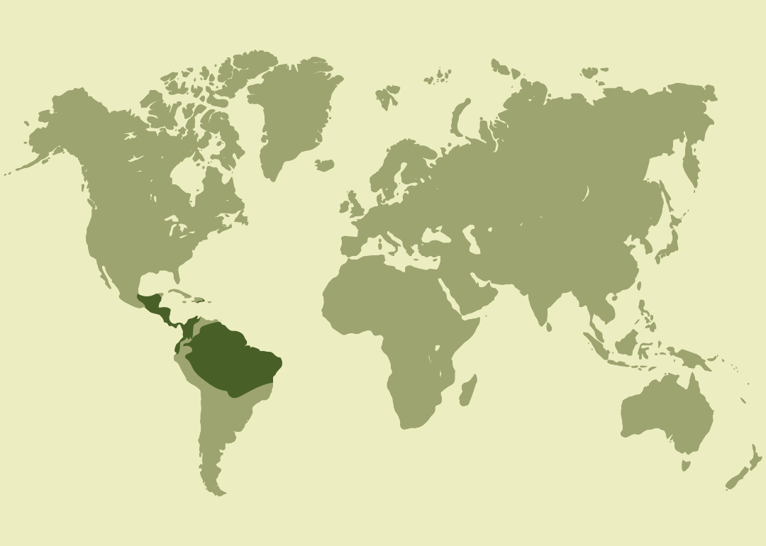 Nativa de América tropical; presente desde México a través de Centroamérica hasta Sudamérica (Brasil y Paraguay) y en las islas del Caribe.