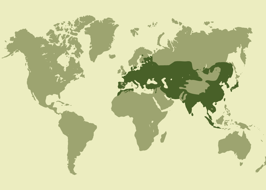 Nativo con amplia distribución en Europa, Asia y el norte de África; residente en gran parte de Eurasia; reintroducido en algunos países europeos; e introducido en diversas regiones de América, África y Oceanía. Extinto en algunos países del norte de África y Europa.